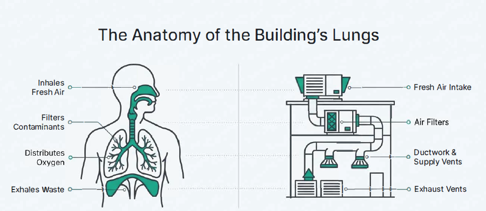 The Anatomy of the Building's Lungs - HVAC system diagram