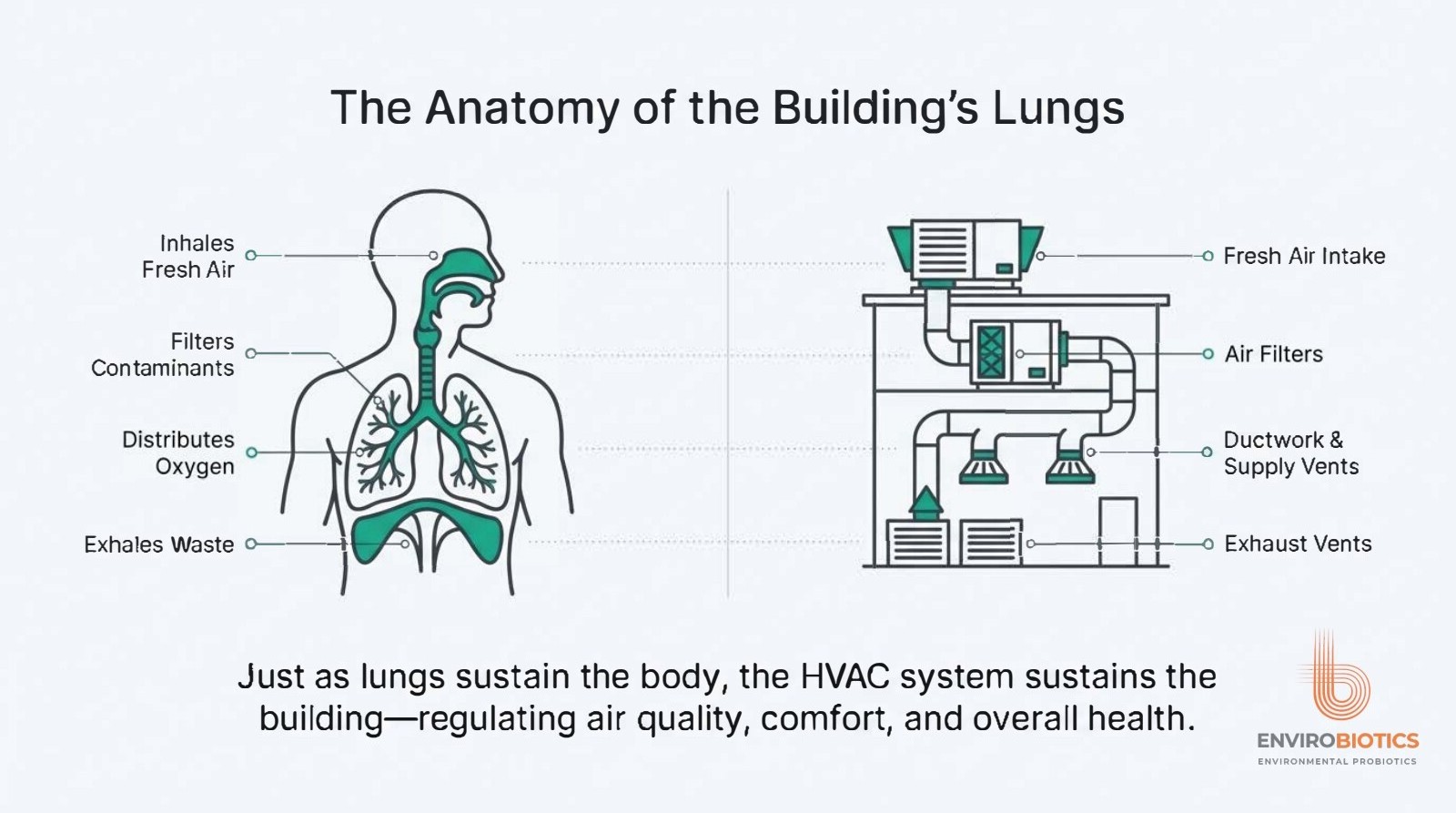 Diagram comparing the anatomy of human lungs with a building's HVAC system: fresh air intake, filters, ductwork and supply vents, and exhaust vents